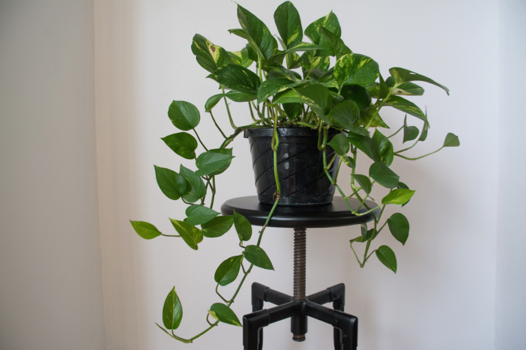 Greenery Decor Ideas