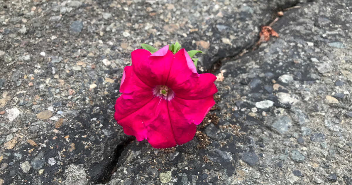 Emotional Resilience