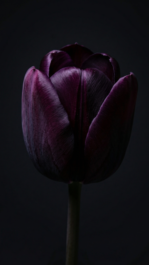 spring flower wallpapers