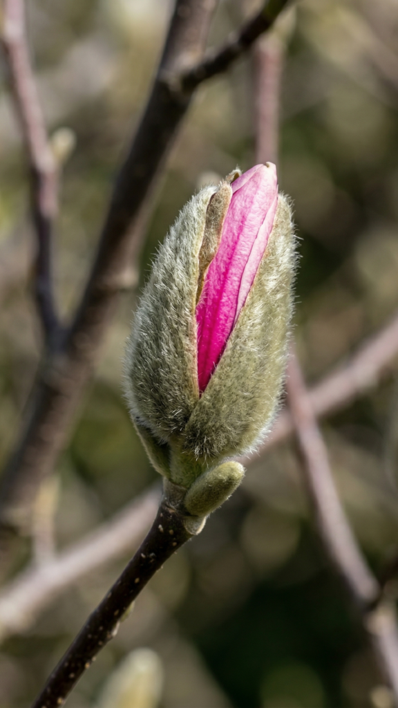 spring flower wallpapers