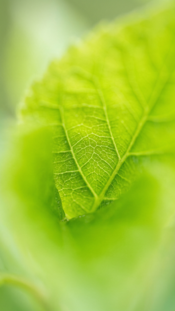 Minimalist Spring Wallpapers