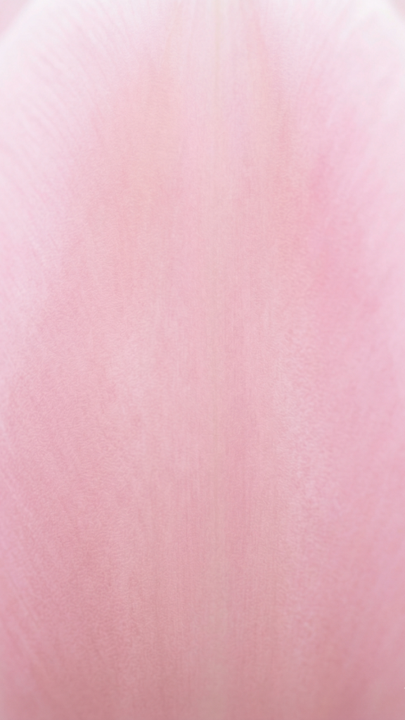 Minimalist Spring Wallpapers