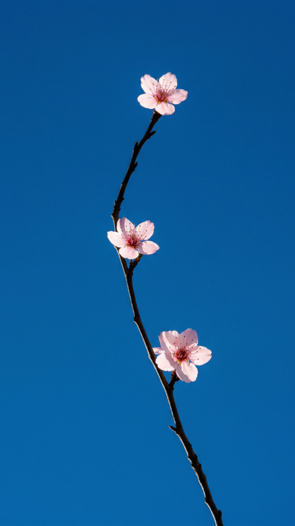 spring flower wallpapers