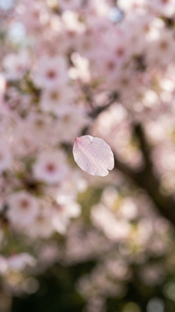 spring flower wallpapers