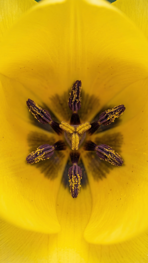 spring flower wallpapers